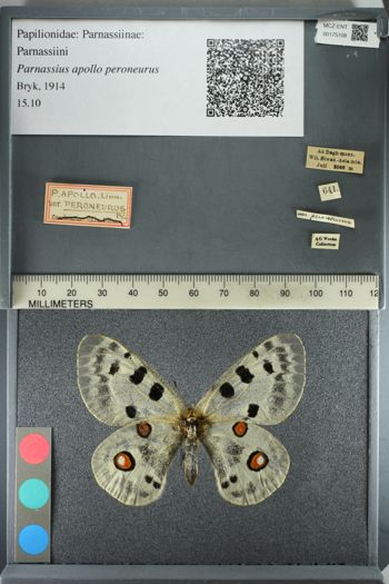 Media type: image;   Entomology 175108